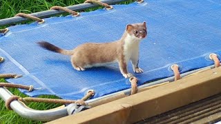 Stoat Kit Goes Wild On Trampoline  Discover Wildlife  Robert E Fuller [upl. by Nahguav218]