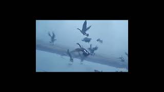 Some DUCK HUNTING ACTION duckhunting SHOTKAM gopro [upl. by Codee]