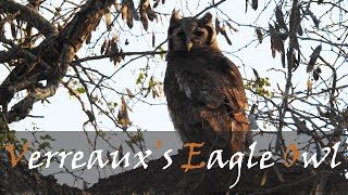 Verreauxs Eagle Owl Bubo lacteus Bird Call  Nocturnal Birds  Owls  Stories Of The Kruger [upl. by Trstram]