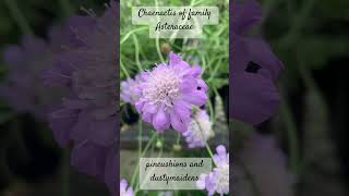 Chaenactis of family Asteraceae  The pincushions and The dustymaidens [upl. by Quitt]