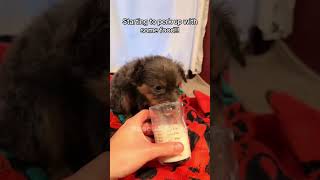 This family rescues little puppy Rescue Squad rescueanimals animals puppy loveanimal viralshorts [upl. by Luapnoj541]