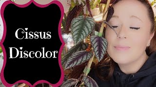 Cissus Discolor  A Complete Guide [upl. by Harobed]