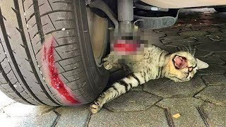 A cat threw herself under a car to save a kitten unaware that [upl. by Nahk652]