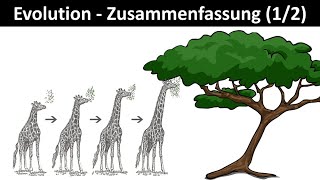 Evolution Einführung  Zusammenfassung 12  Biologie Oberstufe Abitur [upl. by Avir]