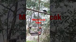 Mikat Burung Cucak Hijau di Lingga Taktak curio TowaTowa [upl. by Maxey]