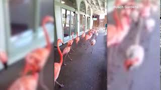 Busch Gardens in Tampa moves their flamingos ahead of Hurricane Irma [upl. by Jeanne523]