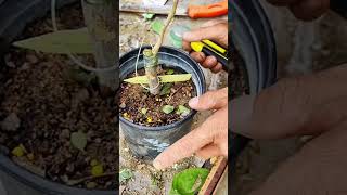 Approach Grafting Stronger Plants in Simple Steps garden gardening farming gardeningtips [upl. by Sezen703]