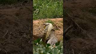 Jaguar vs Crocodile 🐆🆚🐊 Epic Showdown [upl. by Aneehsar]