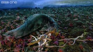 Life  Timelapse of swarming monster worms and sea stars  BBC One [upl. by Najtsirk]