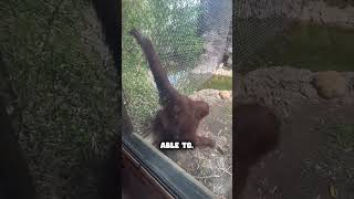 this chimpanzee is amazingfunny animals [upl. by Eillim]