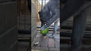 RYUK Breaking Open a Watermelon [upl. by Gerrard]