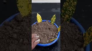 How to Grow Croton From Leaf Croton Plant Propagation From Leaf in Water [upl. by Aimar720]