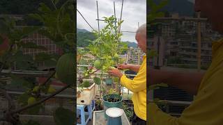 Fresh watermelon in the garden watermelon harvest rurallife garden gardening agriculture [upl. by Linn125]