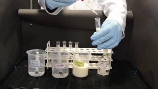 Bile Salts Practical [upl. by Parshall]