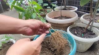 Bare Root Transplanting Tips [upl. by Norris]