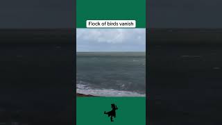 Flock of birds vanish [upl. by Ociram]