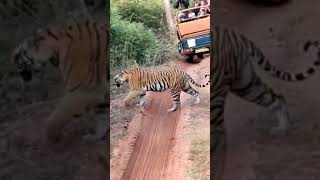 Tiger 🐅 Sighting bandhavgarh tigernature wildlife [upl. by Burrell952]