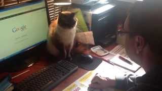 Crazy cat fights for computer mouse [upl. by Paddy]