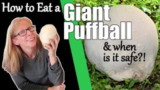 How to eat a Puffball  How to know if a Puffball Mushroom is Edible [upl. by Best619]