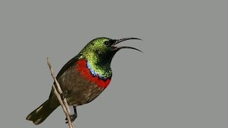 Lesser Double Collared Sunbird  Sony DEV 5  Filmed by Greg Morgan [upl. by Burck]