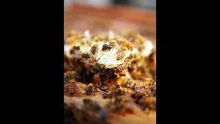 honey bee steam powered giraffehoney bee stamps honey bee acres full episodes [upl. by Shayn]