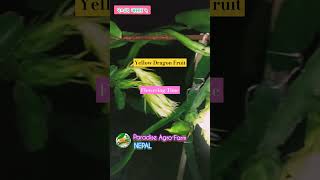 Yellow Pitaya Flower Blooming 19 June shorts trending ytshortsvideo viral yellowdragonfruit [upl. by Odlopoel196]