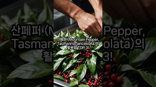 산페퍼 Mountain Pepper Tasmannia lanceolata의 활용법 TOP 3 [upl. by Auginahs736]