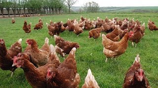 ¿Qué significa de soñar con gallinas [upl. by Ecile]