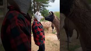 Why Do Llamas Spit Llama animals funny [upl. by Ilrak]