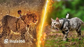 Insta360 Cheetah vs Cat [upl. by Gerdeen174]