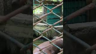 Visit to Thrissur Zoo and Museum selflifestyle trending minivlog funtime [upl. by Nigle]