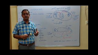 Digestive system in Unio Lamellidens [upl. by Aelat]