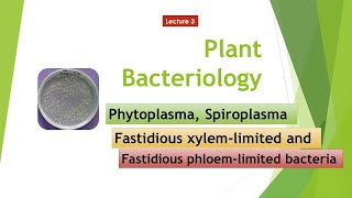 Phytoplasma Spiroplasma FXLB FPLB [upl. by Soren]