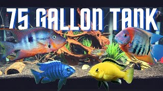 Top 5 Cichlid Tank Setups for a 75 Gallon Aquarium [upl. by Iznyl]