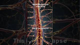 quotAcetylcholine The Neurotransmitter That Triggers Muscle Contractionquot [upl. by Sadoff761]