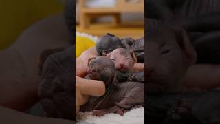 Purring sphynx baby❤️shorts sphynx missmermaid kitten cat [upl. by Einahteb]