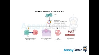 Mesenchymal Stem Cells Navigating the Frontiers of Regenerative Medicine [upl. by Torbert232]