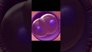 Fetal development animation neet shorts viral yt mbbs [upl. by Ambur637]