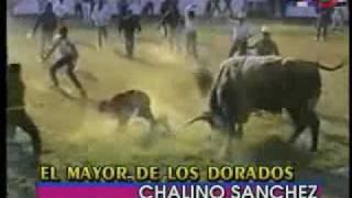 33 MUERTES DEL JARIPEO CANCION 27EL MAYOR DE LOS DORADOS [upl. by Asiluy]