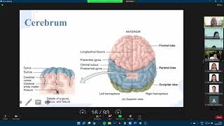 Cerebrum Part 1 [upl. by Zetnauq]