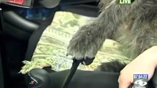 Perros conducen carros en Nueva Zelanda [upl. by Piselli681]