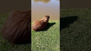 Parque Barigui Curitiba capivara [upl. by Evvie]