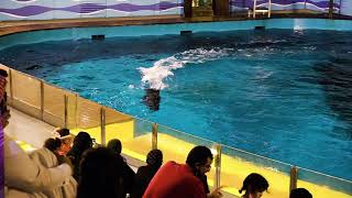 Dolphin show in Fakieh Aquarium at Jeddah ft Saudi Arabia Tourism [upl. by Novhaj903]