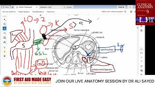 FALCIFORM LIGAMENT  EXPLAIN BY DR ALI SAYED SHORT SNELL ANATOMY [upl. by Ainwat]