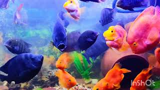 Cichlid Aquarium 🏠 [upl. by Filberte]