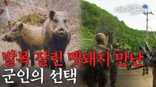 지뢰 밟고 발목 잘린 DMZ 멧돼지를 마주친 군인 I 두얼굴의 생태계 I KBS 정전 60년 다큐멘터리 DMZ 130804 방송 [upl. by Rosinski423]