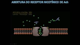 curare antagonista receptor Ach [upl. by Concha]