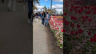 Floriade 2024 Canberra shortvideo shorts floriade floriadecanberra [upl. by Radley]