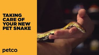 How to  New Pet Snake Care Petco [upl. by Oinotnaesoj692]