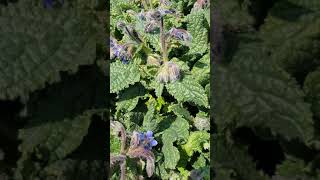 La bourrache plante comestible et anti âge  Borage an edible and antiaging herb [upl. by Litha164]